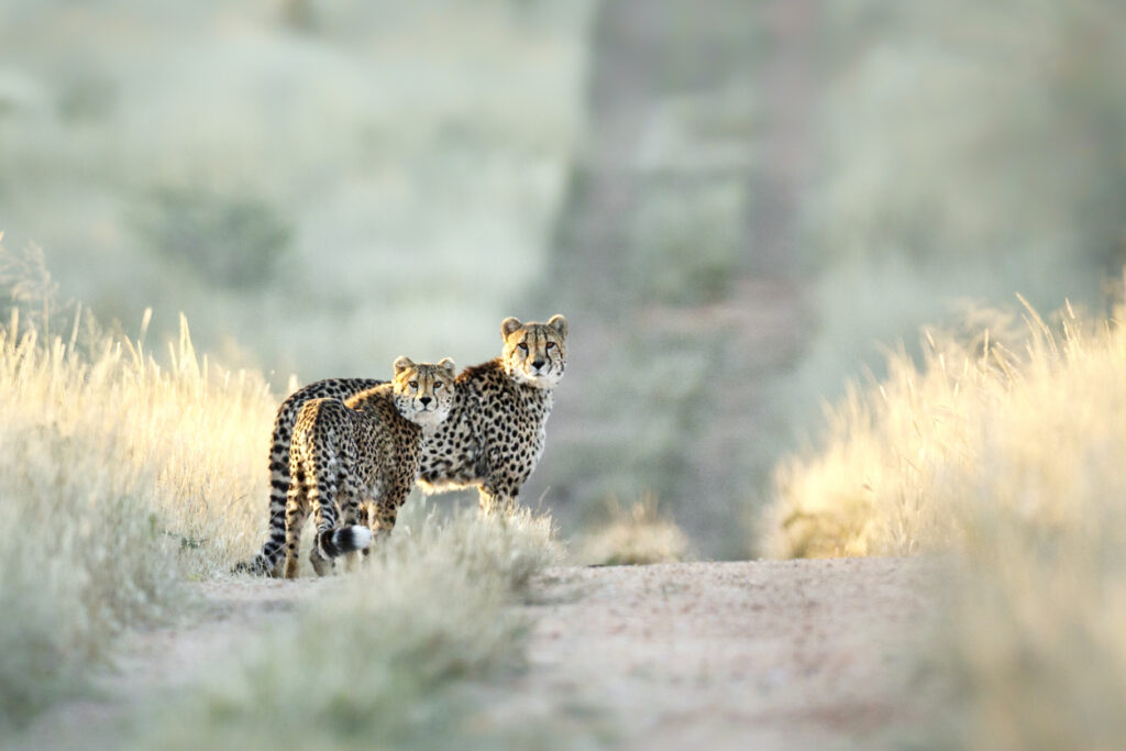 Namibie