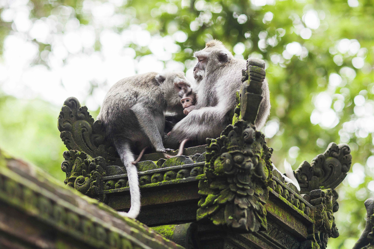 Monkey family