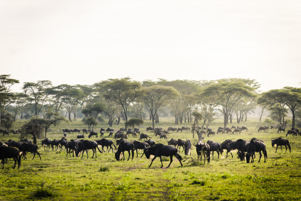 Tanzanie