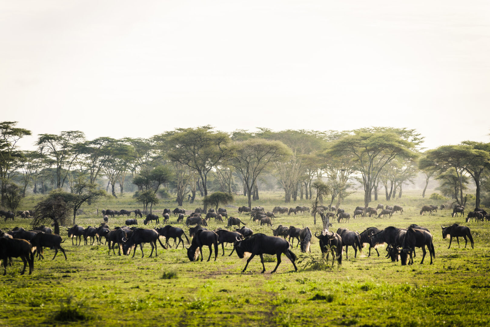 Grands parcs tanzaniens