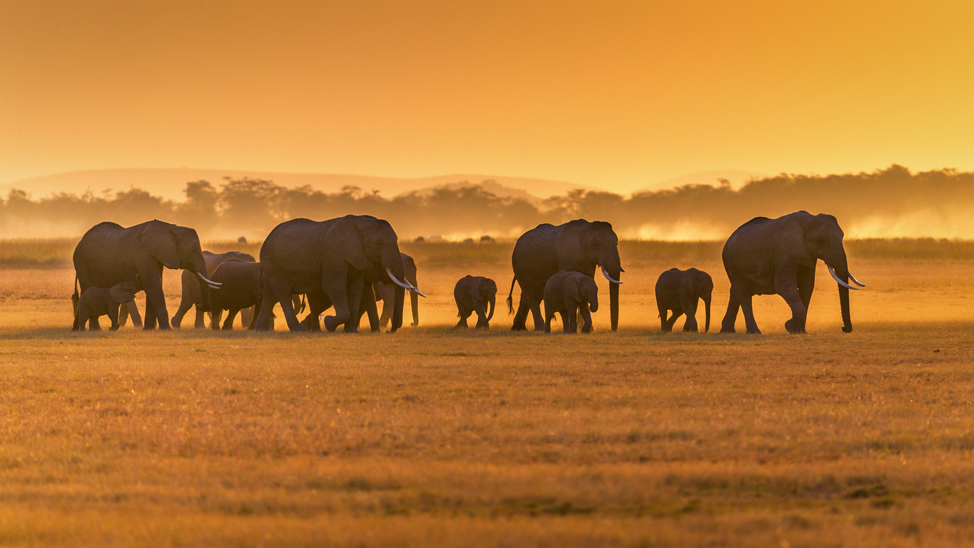 Elephants in Amboseli