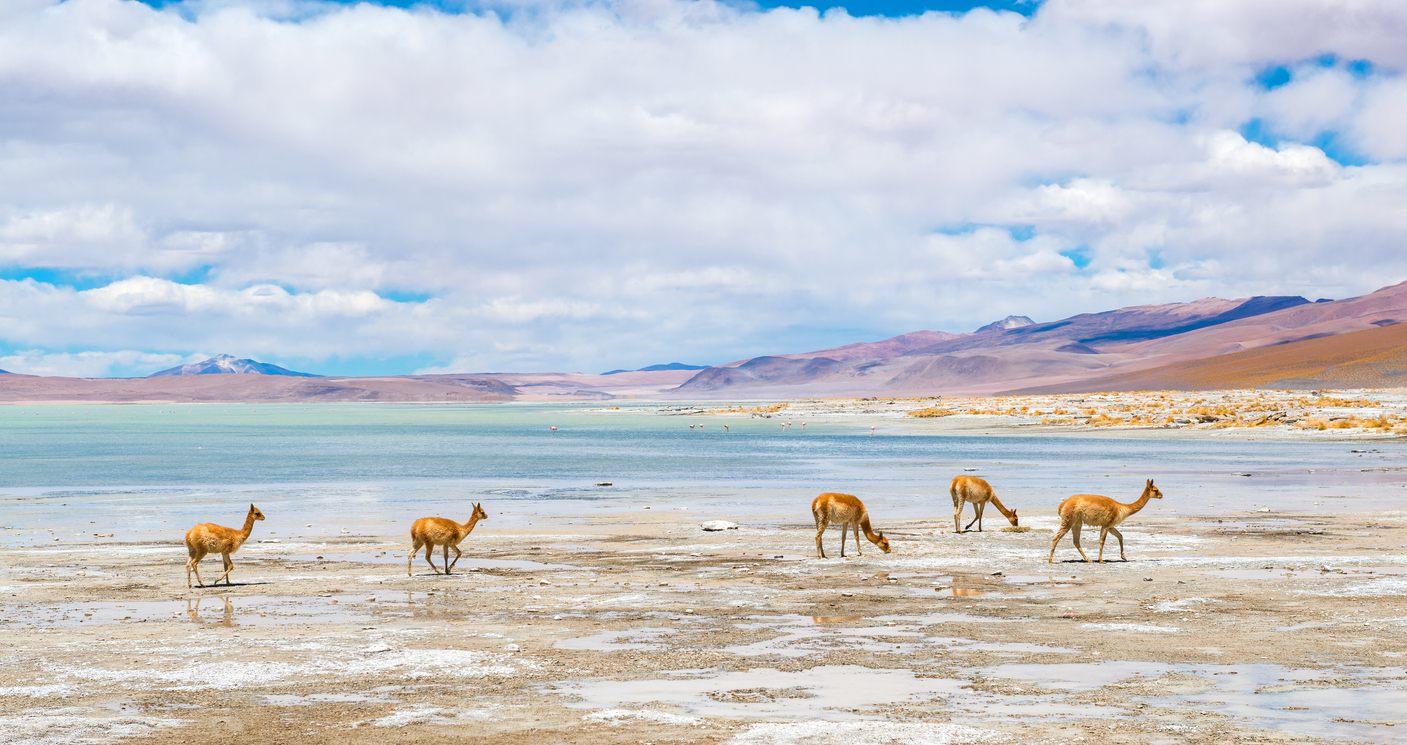 Pérou, Bolivie, Nord Chili : le tryptique altiplanique