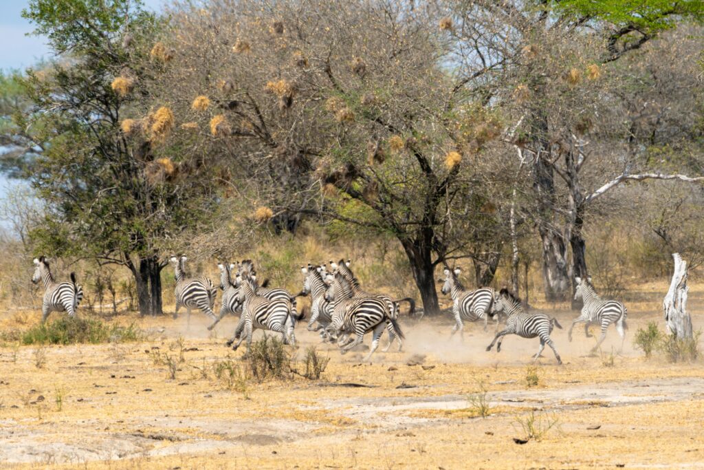 Retour de voyage dans le sud de la Tanzanie