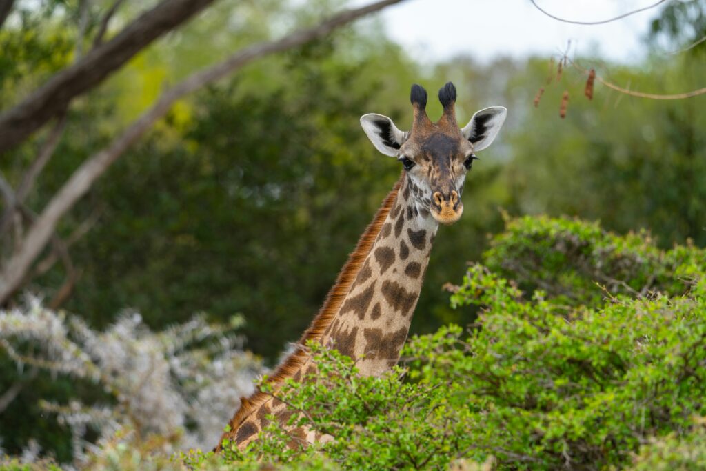 Retour de voyage dans le sud de la Tanzanie