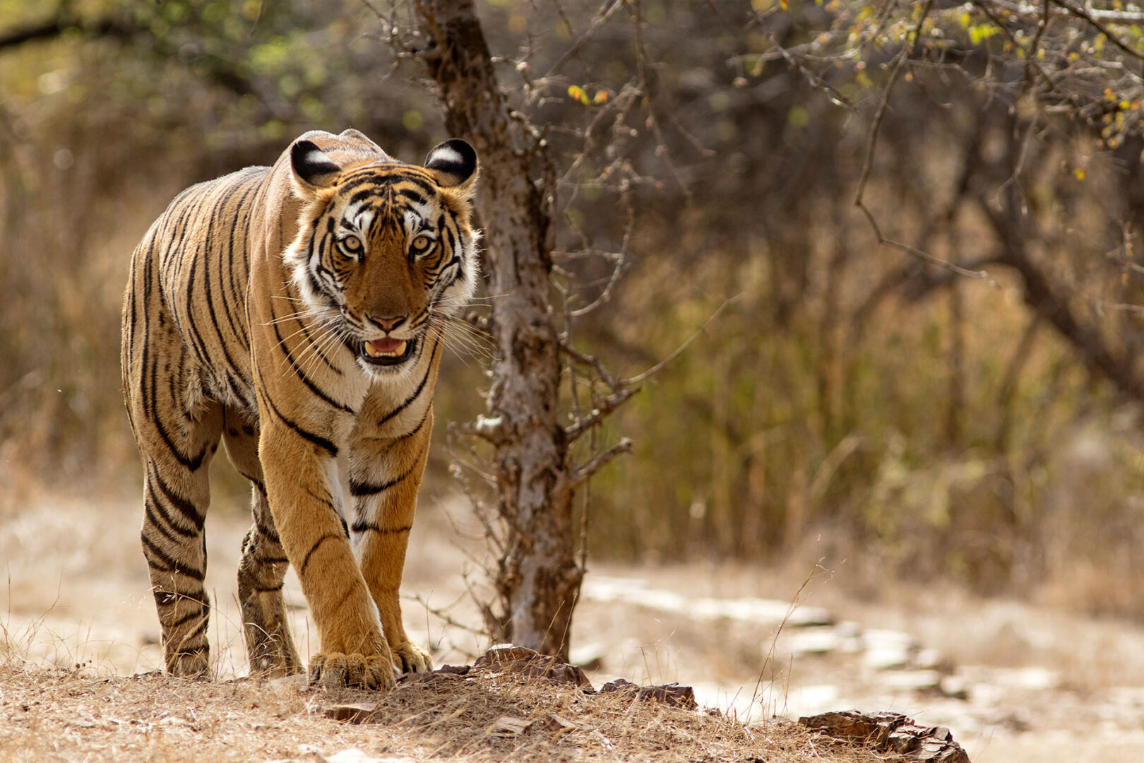Tigre du Bengale au Parc National de Ranthambhore au Rajasthan, en Inde