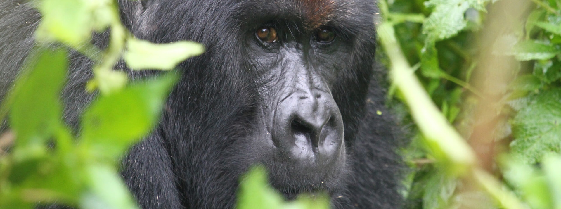 banner-trip-Sur-les-traces-des-gorilles-de-montagne-rwanda-continents-insolites