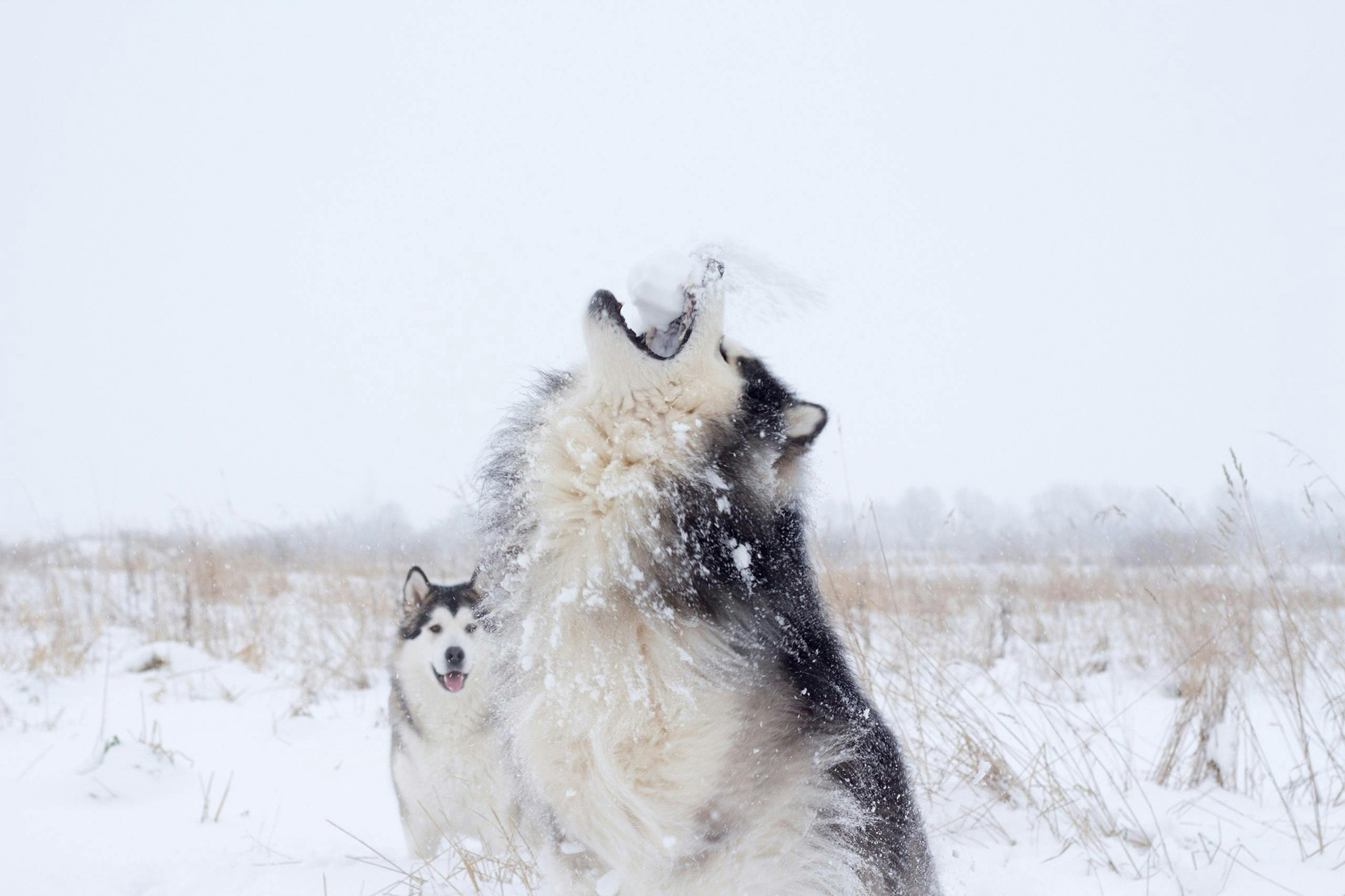 Au pays des mushers