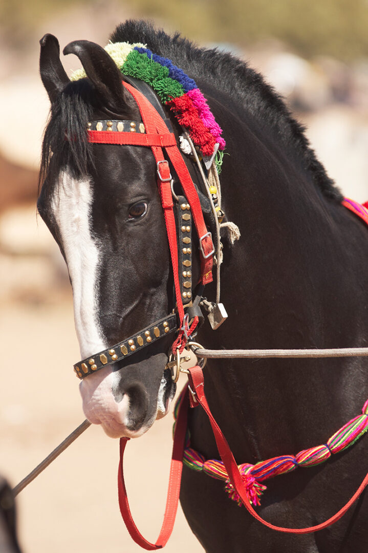 Rencontre avec les chevaux à Rohet