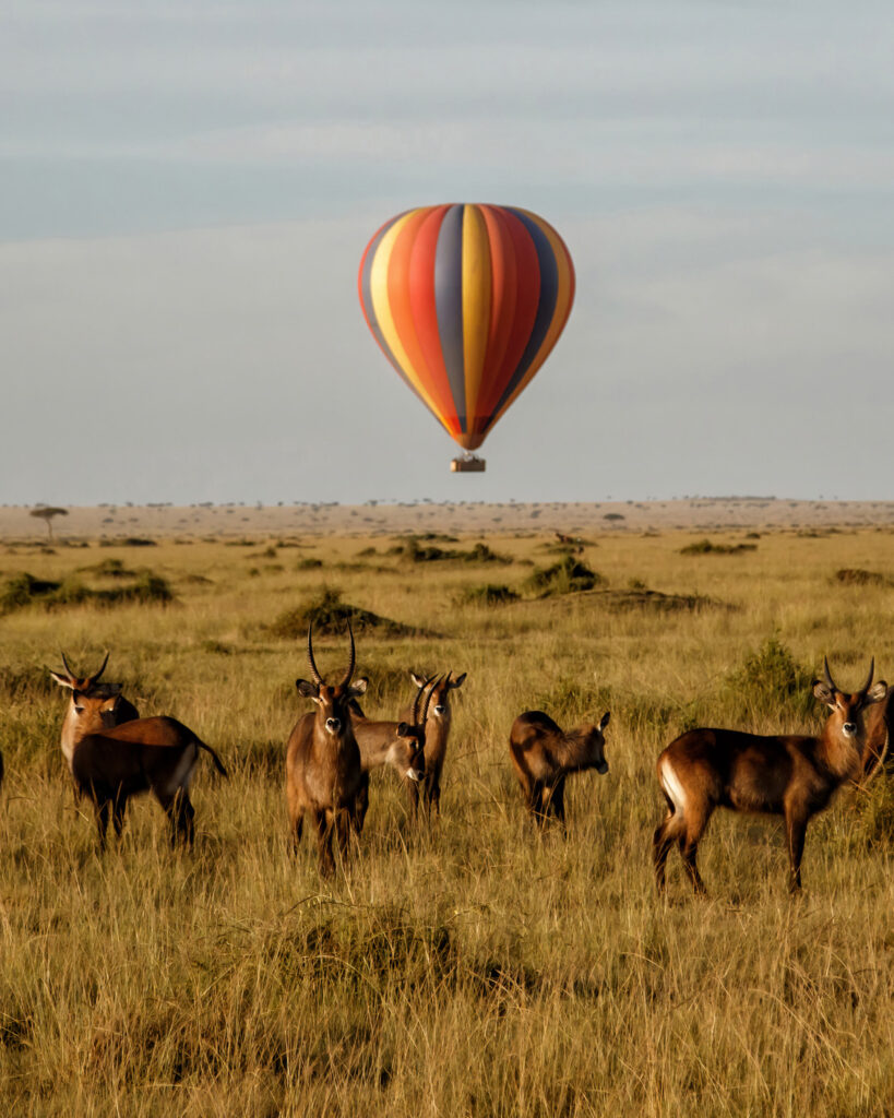 Préparer un safari Kenya en saison sèche
