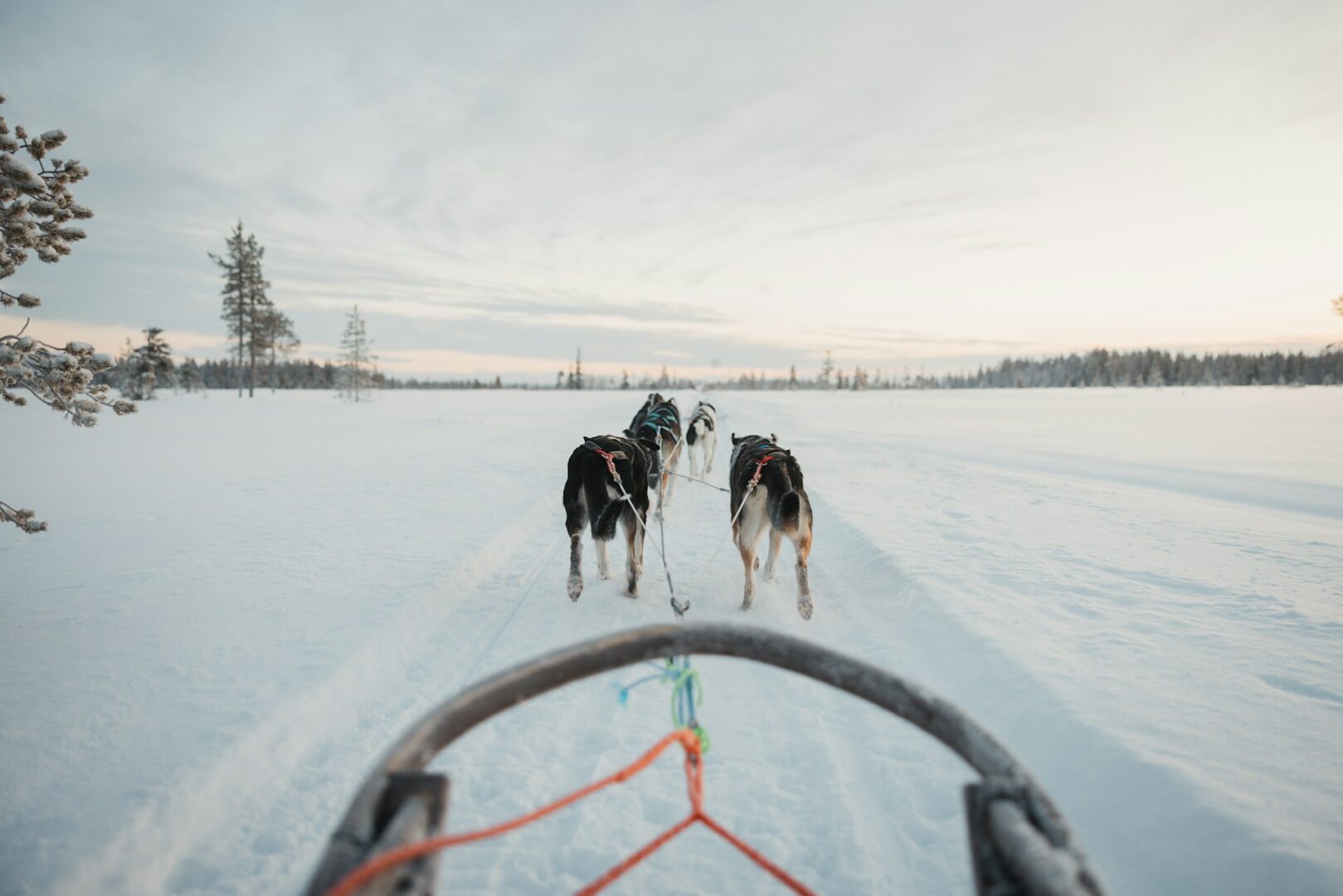Au pays des mushers