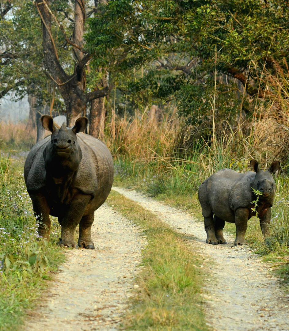 Parc national de Chitwan