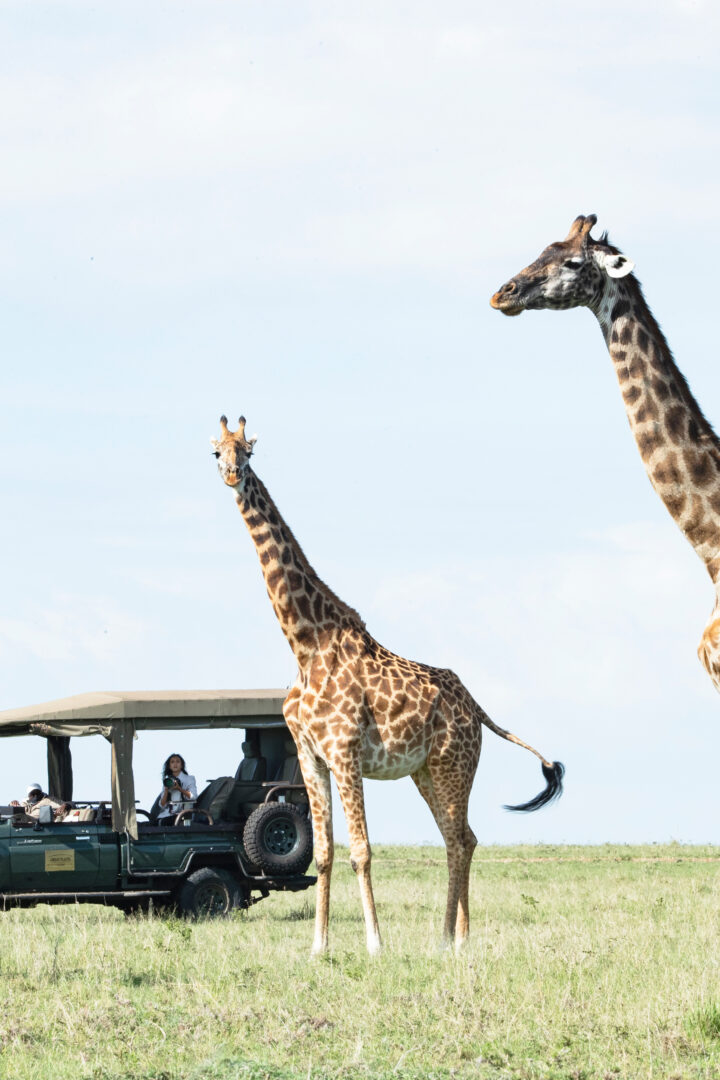 Dans les hauts plateaux du Laikipia