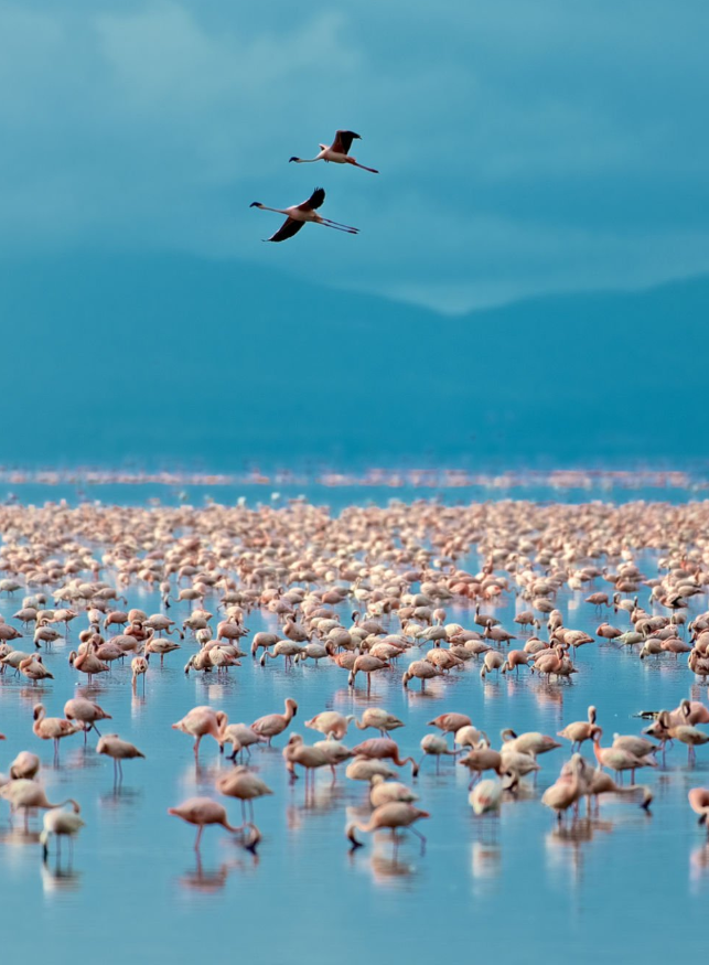 Manyara : Safari insolite