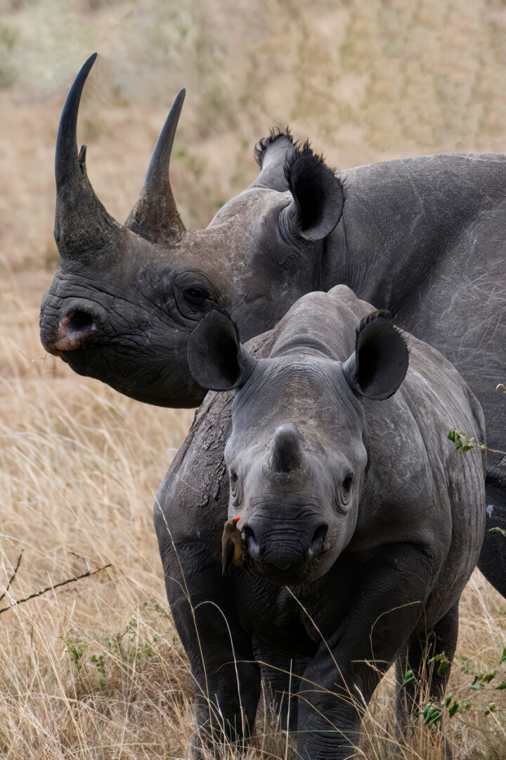 Ngorongoro : Au creux d’un monde intact