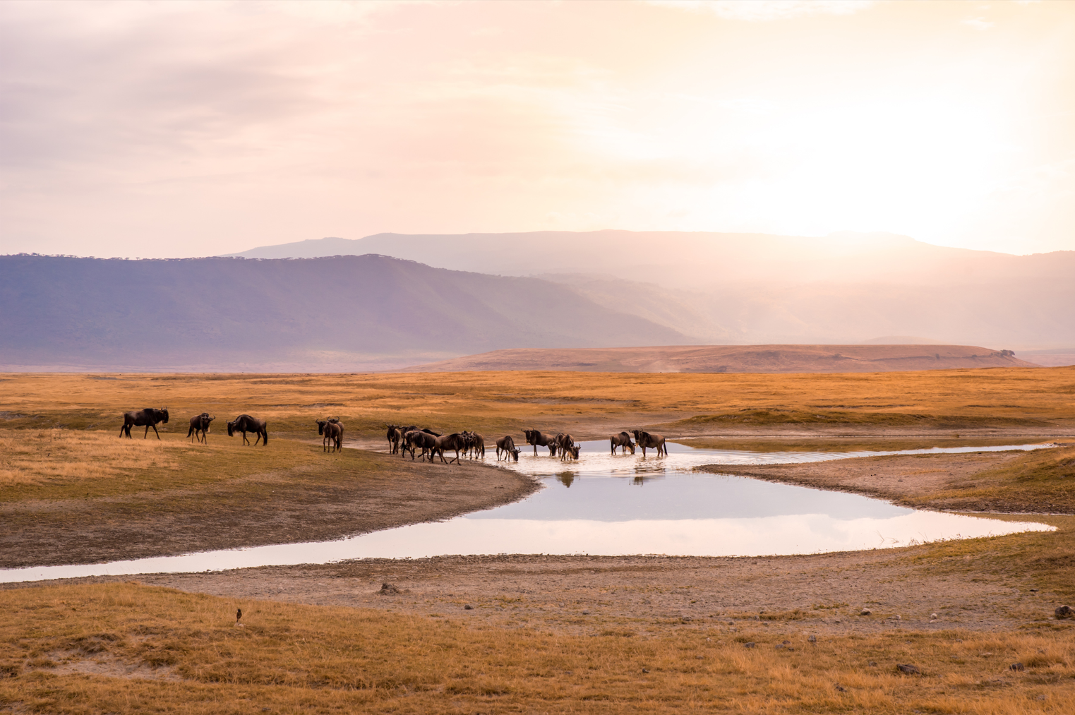 Ngorongoro, Tanzanie