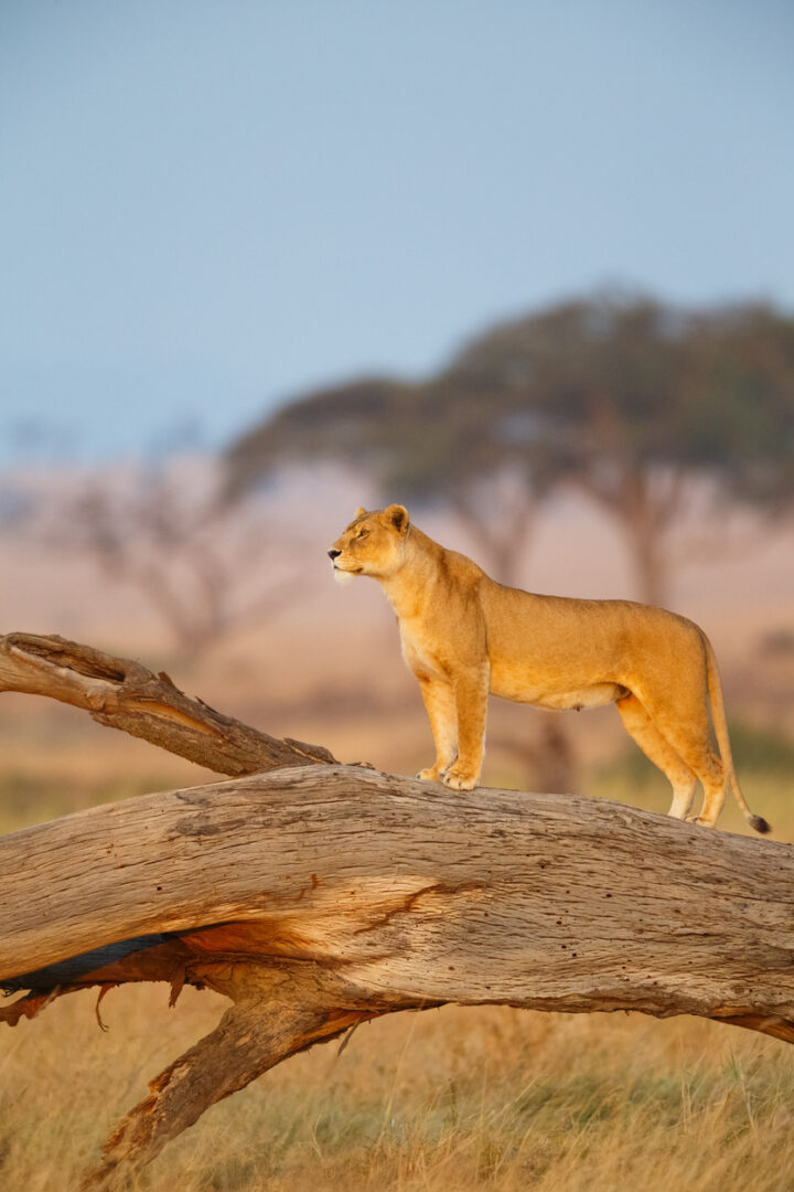 Serengeti : Premiers regards, premières rencontres