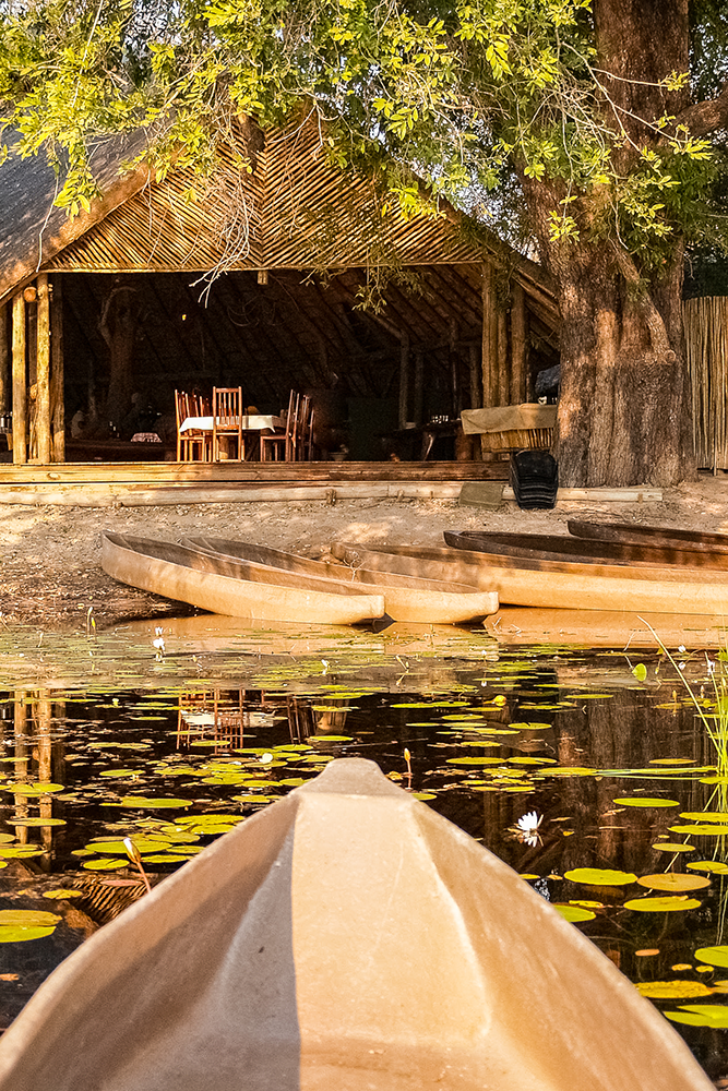Dans le delta de l'Okavango