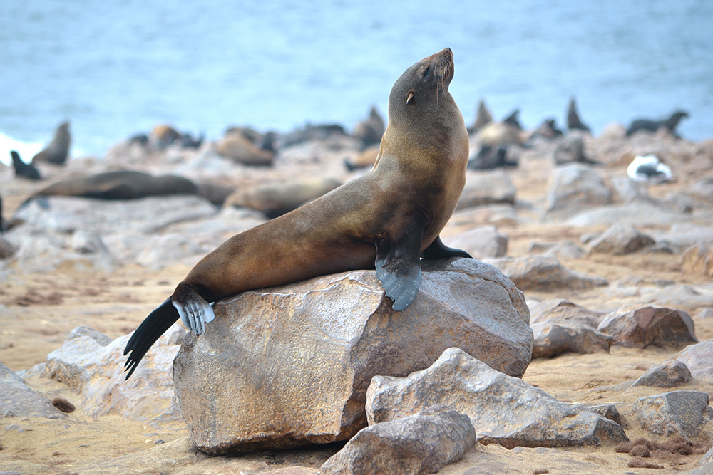 jour3-4-Swakopmund-Namibie-Continents-Insolites-Istock