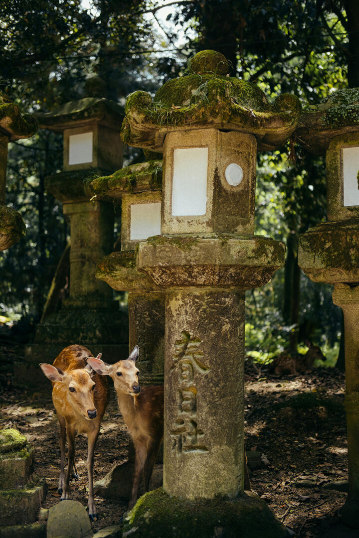 Nara - Kyoto : Bouddhas, cerfs et rivières sauvages
