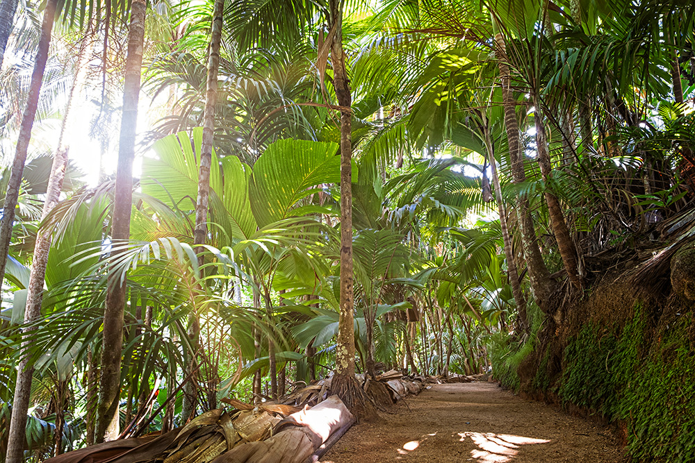 jour3-vammee-de-mai-seychelles-continents-insolites-istock