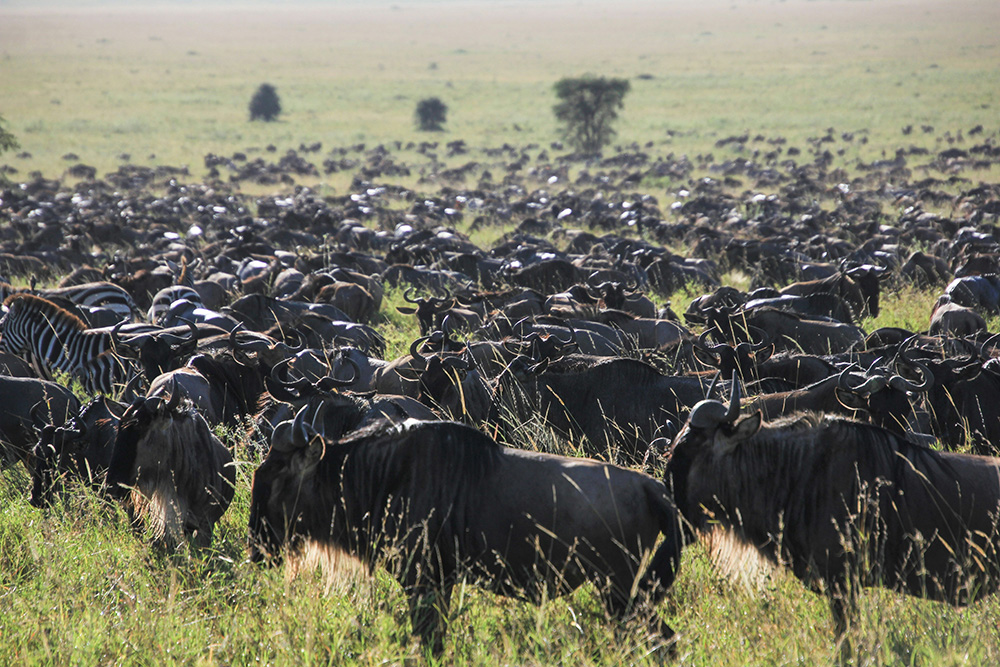 jour5-serengeti-tanzanie-continents-insolites-unsplash-dawn-w