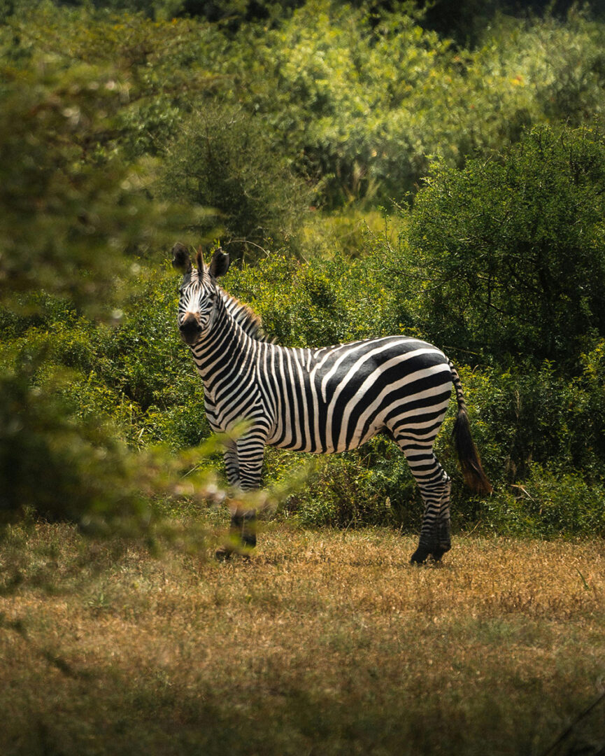 Serengeti : Galerie vivante aux couleurs d’Afrique
