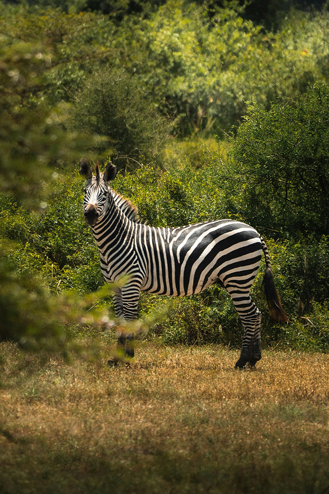 Prochaine étape au Serengeti