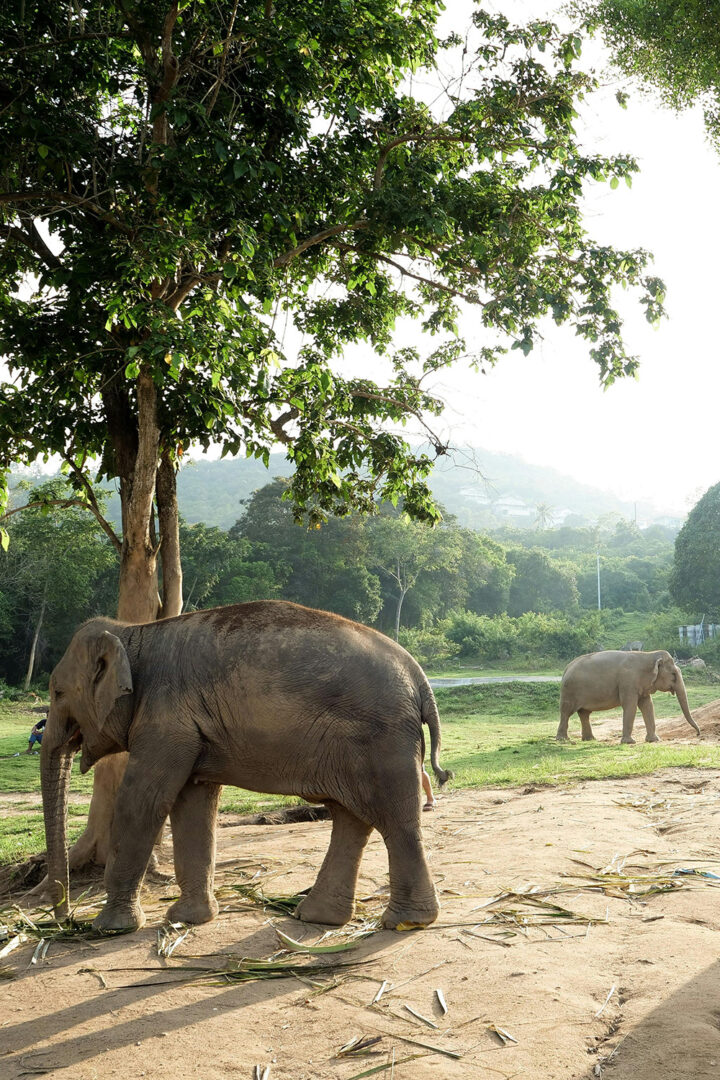 Aux côtés des éléphants à Kanchanabur