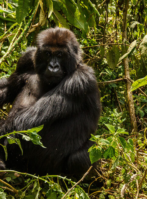 Nos experts du Rwanda