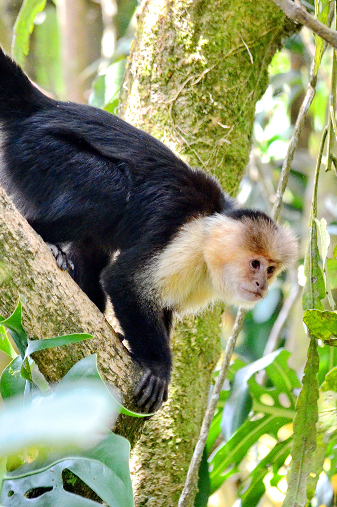 Arenal - Monteverde : Brumes et cimes verdoyantes