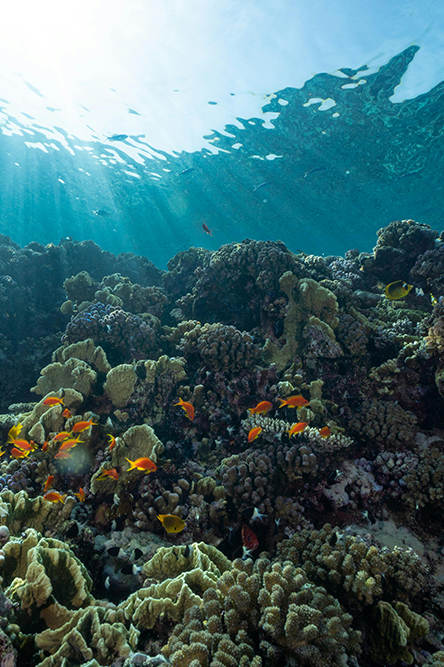 Les fonds marins de la mer Rouge