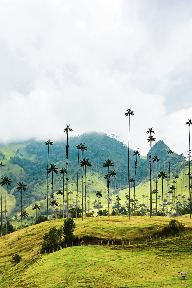 Au cœur des sentiers de la Vallée de Cocora