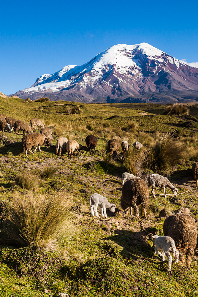Découverte du parc du Chimborazo
