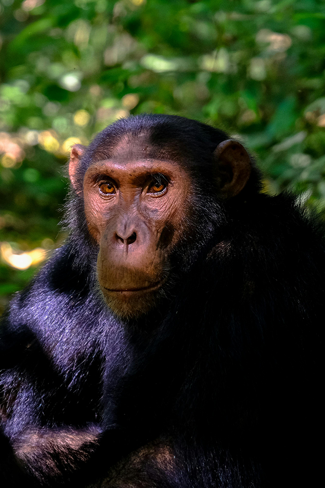 Mahale : Immersion dans la jungle tanzanienne