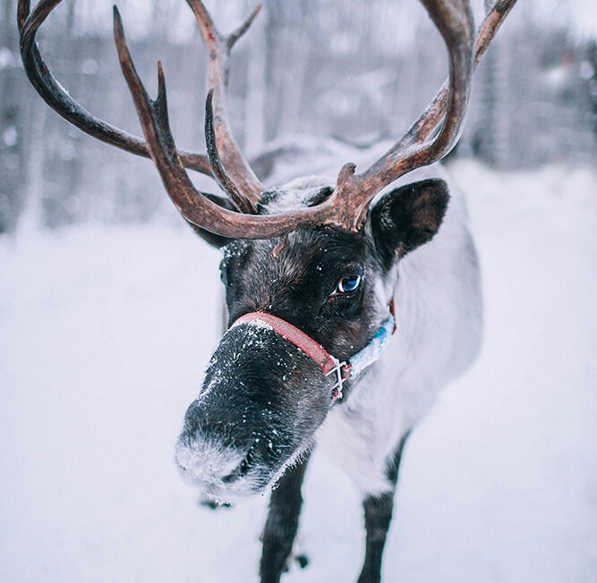 Nos experts de la Finlande