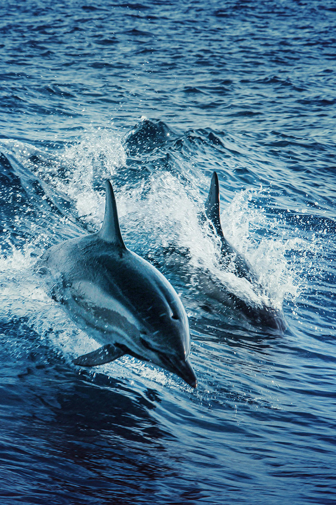 Sortie en mer pour observer les dauphins