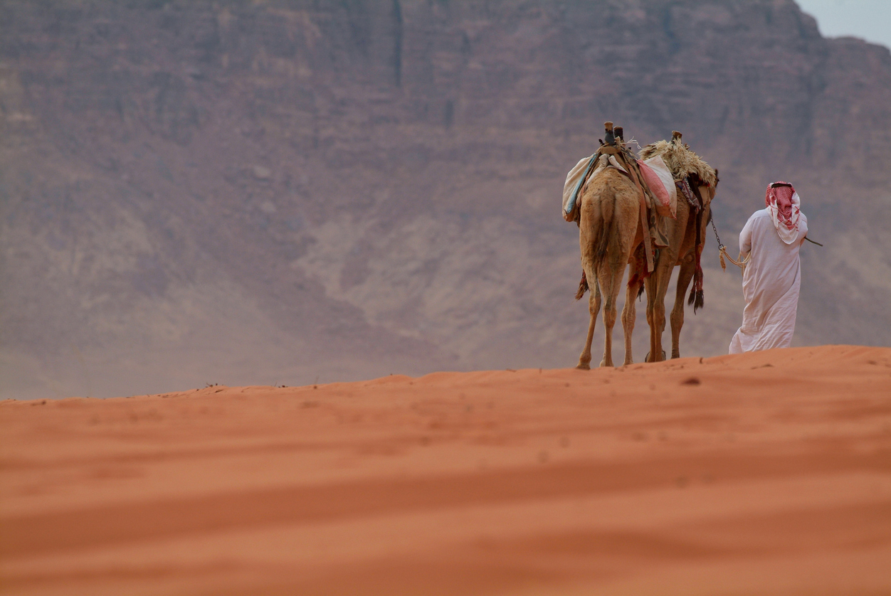 Camels in Wadi Rum, Jordan
