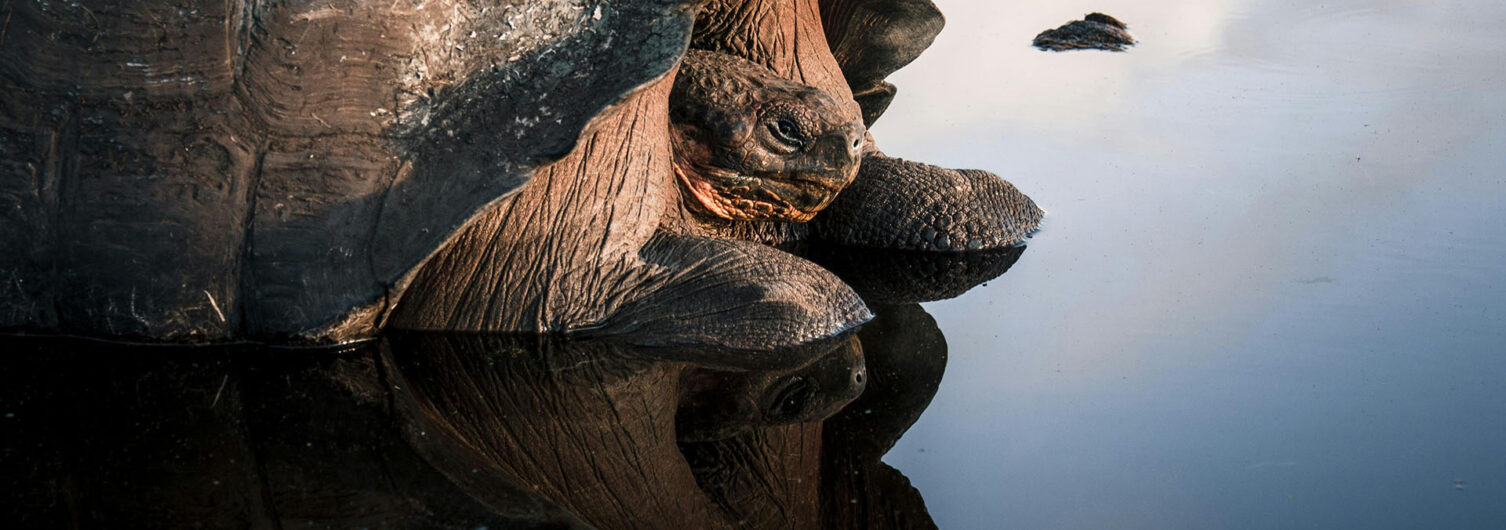 Quel bateau Galápagos choisir pour sa croisière ?