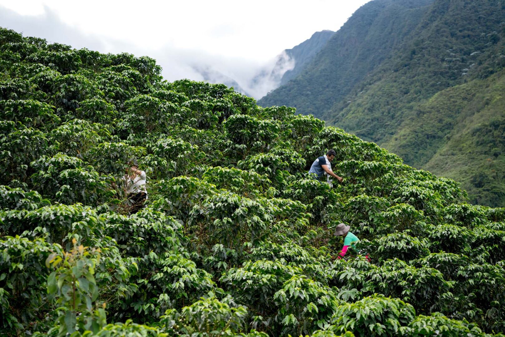Colombie