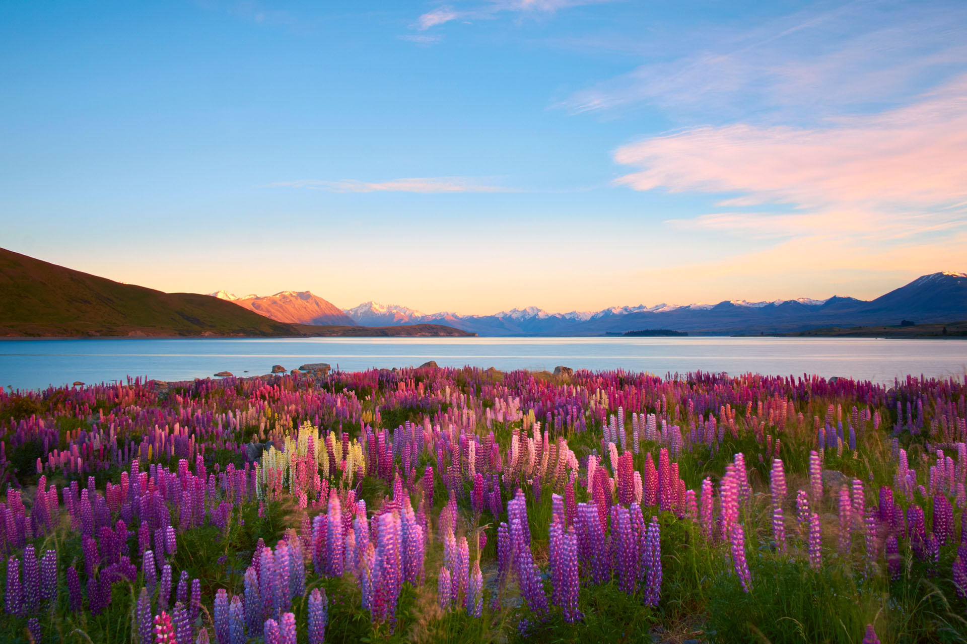 Lupins du Lac Tekapo, Nouvelle-Zélande