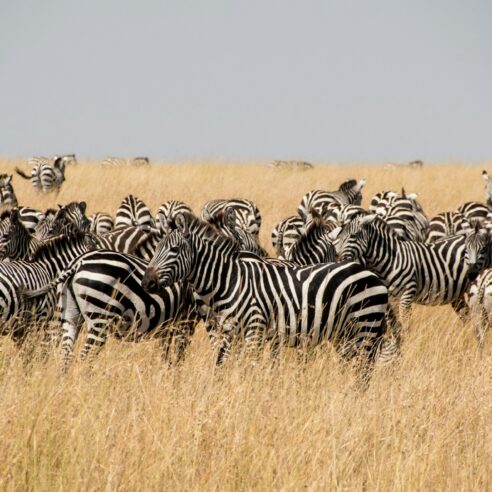 Nos expériences insolites au Botswana