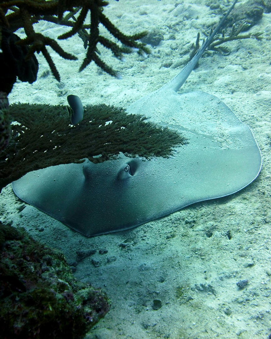 Rangiroa : Rencontres marines dans un lagon grandeur nature