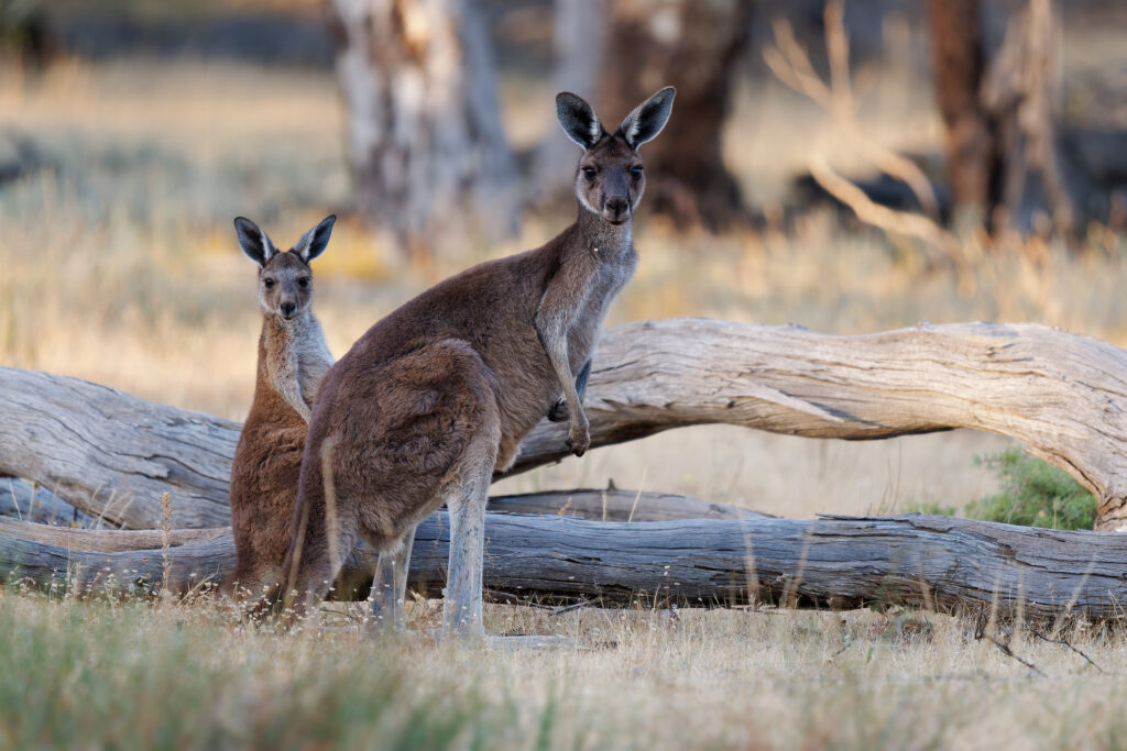 Australie