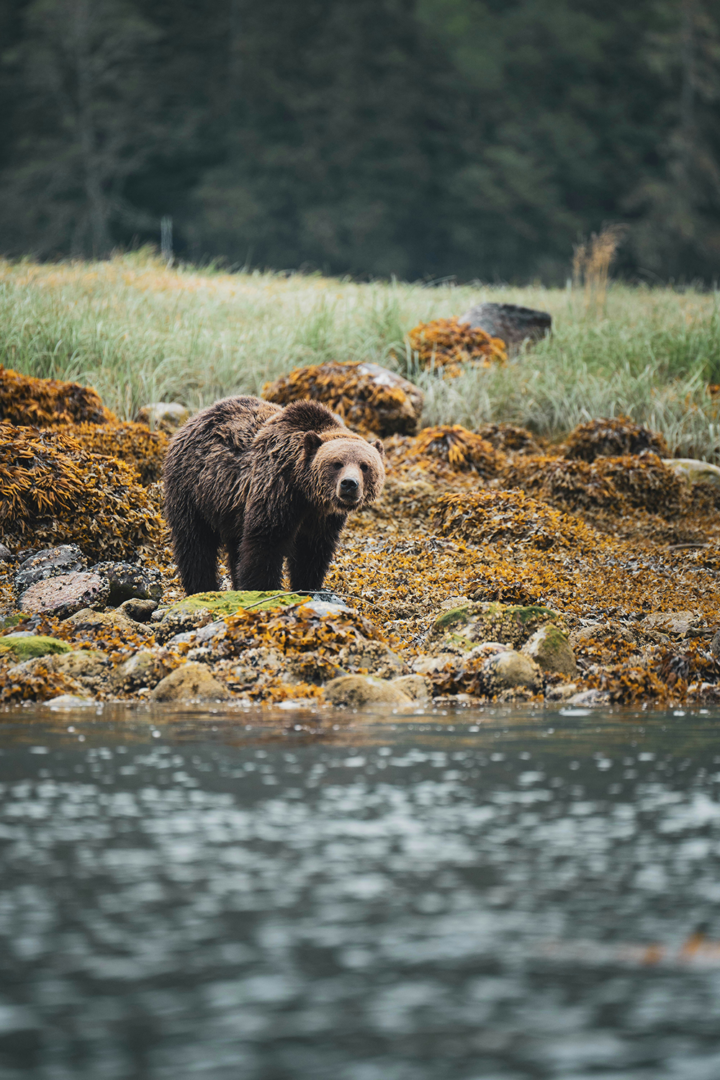 Rencontre avec le grizzly dans le Parc Pronvincial de Tweedsmuir