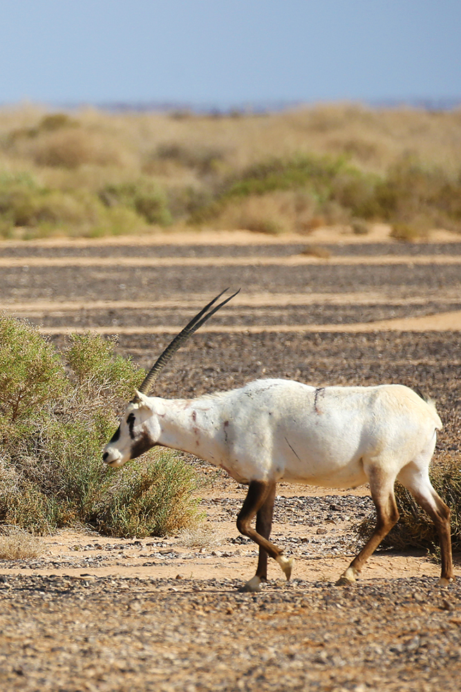 Safari dans les environs d'Amman