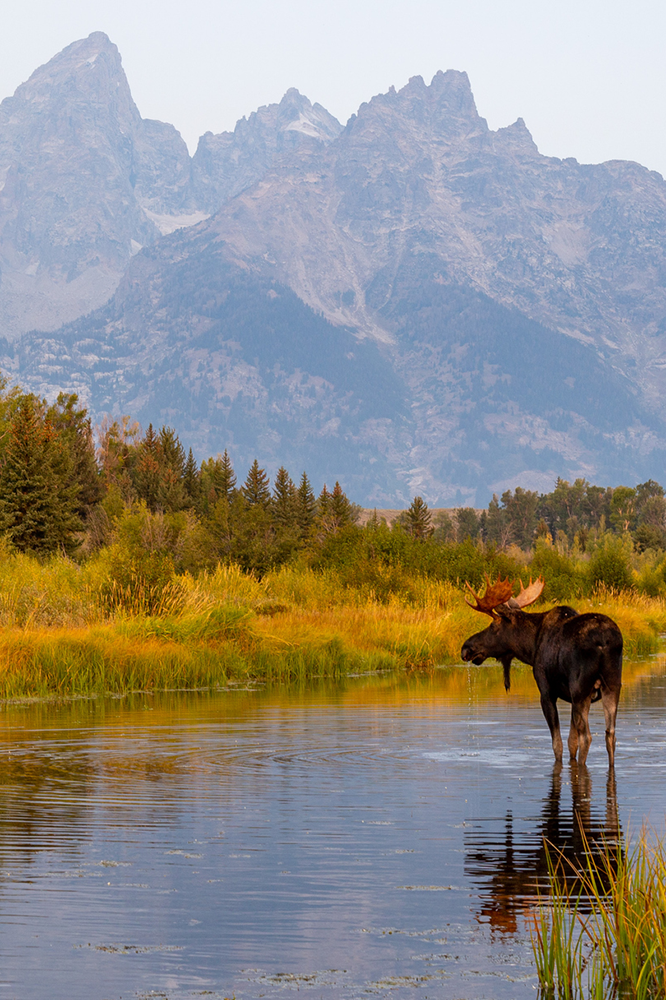 Dans le Parc national de Grand Teton