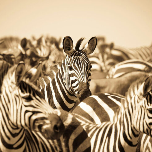 Nos expériences insolites au Botswana