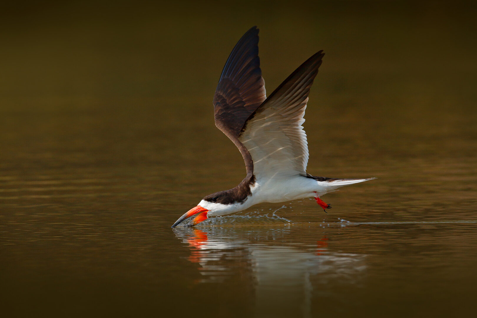 Safari ornithologique d’exception avec Charles Brightman
