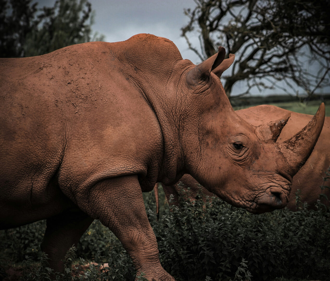 Sur les traces des rhinocéros