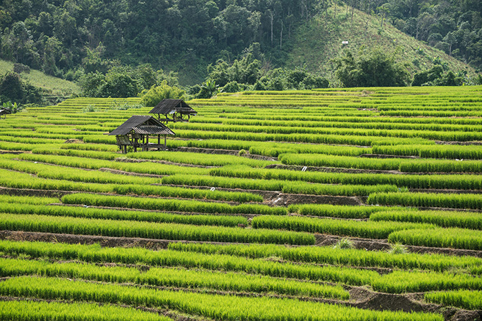 Rizières de Mai Châu au Vietnam